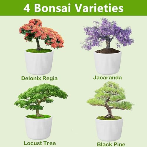 Bonsai Tree Kit, Bonsai Starter Kit with Seeds & Tools, Tree Live Plants Indoor, Gardening Gifts for Women Men Mom Father Plant Lover, Birthday Gifts for Women, Father Day Gifts