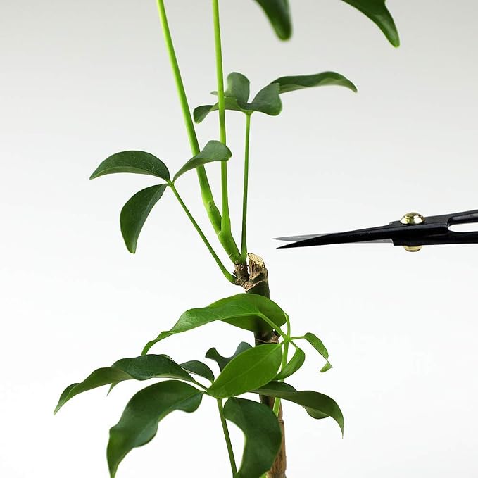 Wazakura Satsuki Bonsai Scissors, Made in Japan 7 inch (180 mm), Japanese Bonsai Garden Tools, Hasami Pruning Shears - Satsuki Style, Black