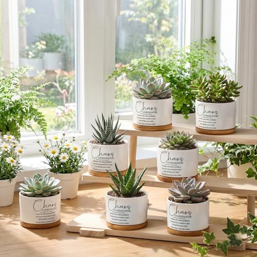 12 Pcs Chaos Coordinator Gifts Succulent Pots Bulk for Christmas