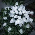 AWQ 200LED 146.9 FT C9 Christmas Lights Fairy Twinkle String Lights White