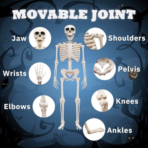 5.75ft Life Size Posable Halloween Skeleton, Movable Joints