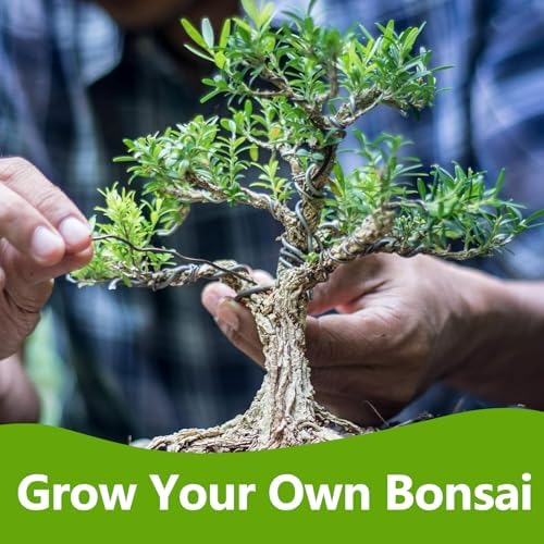 Bonsai Tree Kit, Bonsai Starter Kit with Seeds & Tools, Tree Live Plants Indoor, Gardening Gifts for Women Men Mom Father Plant Lover, Birthday Gifts for Women, Father Day Gifts