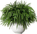 12 Pcs 18 Inch Real Touch Norfolk Pine Stems