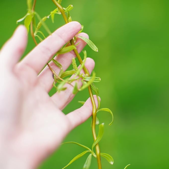 PERFECT PLANTS Cork Screw Willow Tree 4-5 Feet | Live Trees for Outdoor Planting | Unique & Curly Branches Add Visual Interest | Beautiful Yellow Blossom in Spring