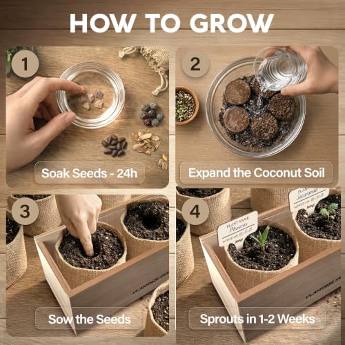 Bonsai Tree Kit Deluxe + Growing Light - 5X Unique Japanese Bonzai Trees