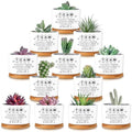 12 Pcs Team Appreciation Gifts for Employees Succulent Pots