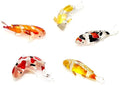 (Bundle of 5) Handmade Carp Fish Koi Fish Family Figures Blown Glass Art, Miniature Aquatic Animals, Collectible Figurines Gift Ideas, Tiny Ornament Cool Stuff Decor No.1