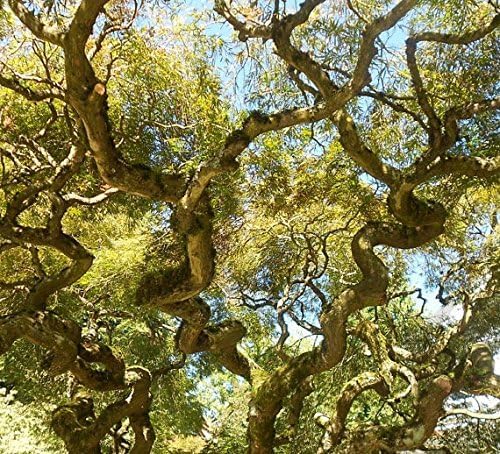 Corkscrew Willow Tree - Live Plant Shipped 3 to 4 Feet Tall by DAS Farms