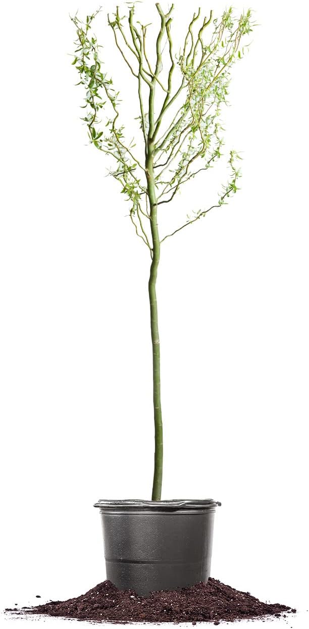 PERFECT PLANTS Cork Screw Willow Tree 4-5 Feet | Live Trees for Outdoor Planting | Unique & Curly Branches Add Visual Interest | Beautiful Yellow Blossom in Spring