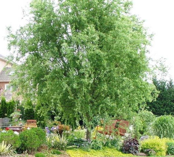 Corkscrew Willow Tree - Live Plant Shipped 3 to 4 Feet Tall by DAS Farms