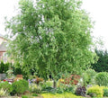 Corkscrew Willow Tree - Live Plant Shipped 3 to 4 Feet Tall by DAS Farms