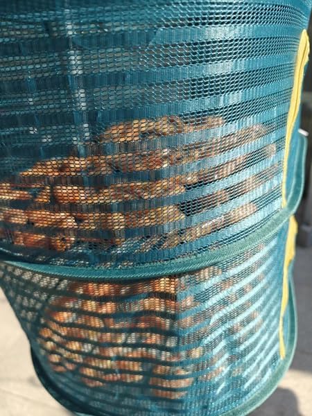 Foldable Drying Net for Vegetables, Fish, and Dehydrated Goods, Multi-tiered Food Drying Net, Versatile Drying Rack, Windproof Design, Zipper Closure for Insect Protection (Dark green, Dual Layer)