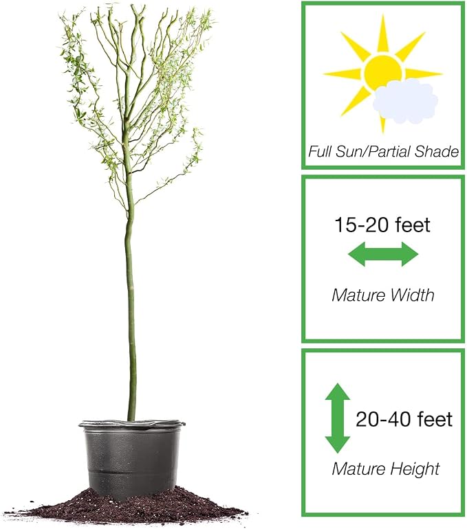 PERFECT PLANTS Cork Screw Willow Tree 4-5 Feet | Live Trees for Outdoor Planting | Unique & Curly Branches Add Visual Interest | Beautiful Yellow Blossom in Spring