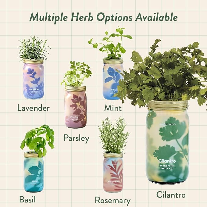 Modern Sprout Mason Garden Jar + Replant Kit - Self-Watering Hydroponics Growing System Kit w/Organic Herb Seeds - Jar Planter for Indoor Herb Garden - Seed Starter - Gift for Mother's Day - Cilantro