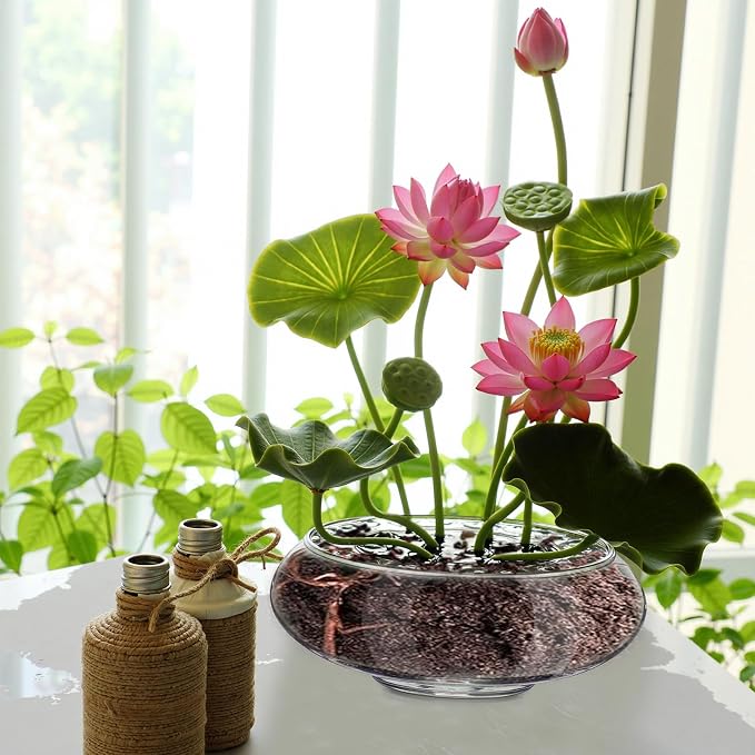 3 Pcs Hydroponic Planter Lotus Flower Pot Planter Lotus Bowl Clear Glass Fish Bowl Vase for Planting Indoor Home Decor Water Lily Narcissus Planting Water Lily (7.09in)