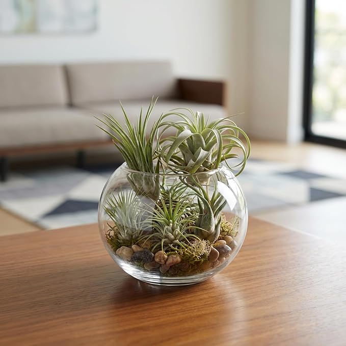 WGV Bowl Glass Vase, Diameter 5.1", Height 3.75", Open Width 3", (Multiple Sizes Choices) Clear Bubble Planter Terrarium Fish Bowl for Wedding Event Home Decor, 1 Piece (VBW0005)