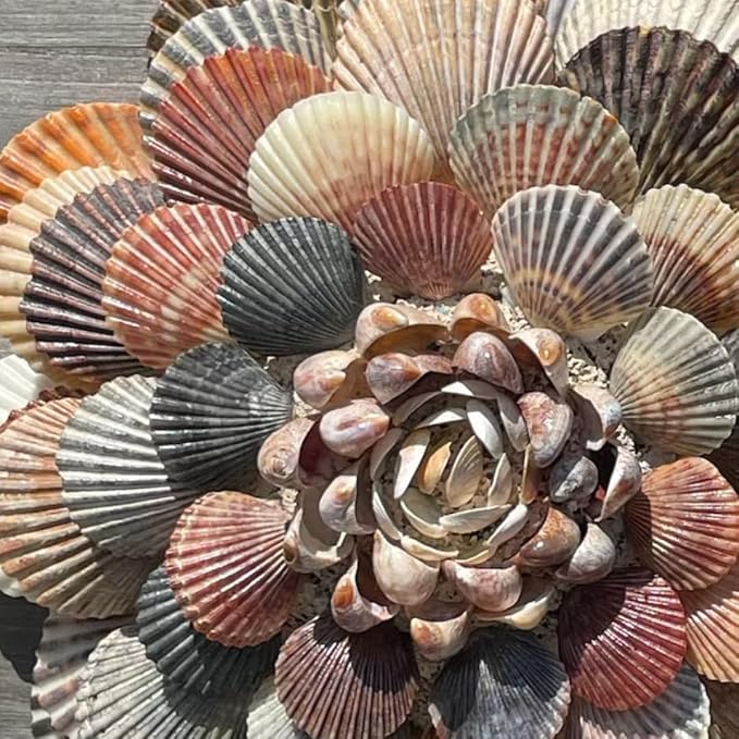 BEACON Sea Shell Glue for Creating and Decorating with Shells, Wood, Metal, Ceramic, and More, 2-Ounce, 12-Pack