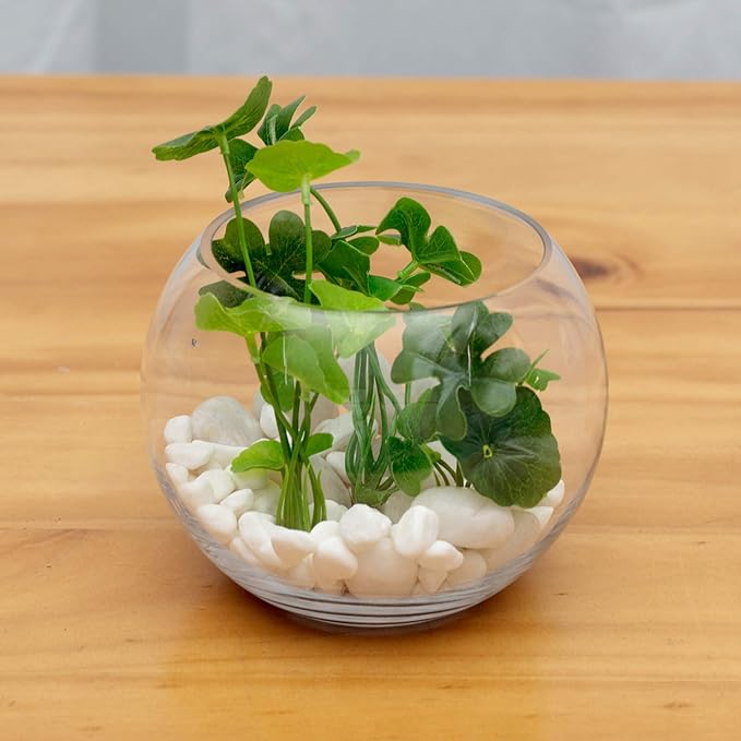WGV Bowl Glass Vase Bulk, Diameter 8", Height 6", Open Width 5", (Multiple Sizes Choices) Clear Bubble Planter Terrarium Fish Bowl for Wedding Event Home Decor, 6 Pieces (VBW0008A)