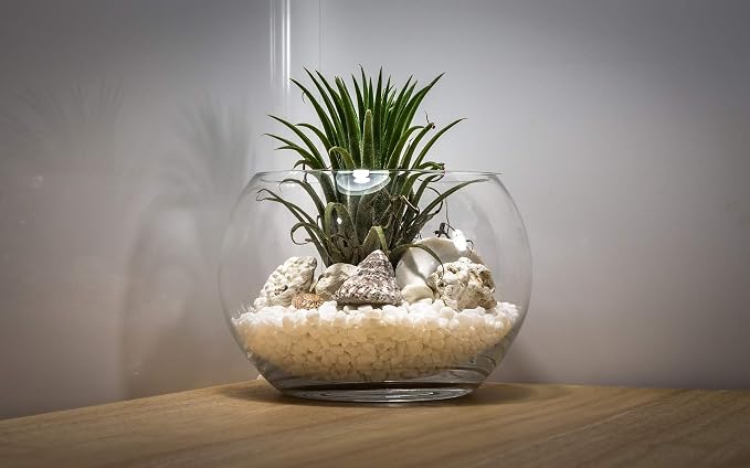WGV Large Bowl Glass Vase, Diameter 9", Height 8", (Multiple Sizes Choices) Clear Round Bubble Vase Jar, Floral Planter Terrarium for Wedding Event Home Decor, 1 Piece (VBW1008)