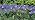 Kohlrabi Solar Garden Lights Outdoor, 6 Pack Purple Lavender Solar Butterfly Lights Gardening Gifts for Women,Artificial Flowers Light Purple Halloween Garden Decor for Patio Yard Lawn Christmas