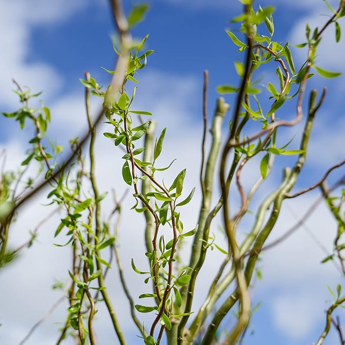 PERFECT PLANTS Cork Screw Willow Tree 4-5 Feet | Live Trees for Outdoor Planting | Unique & Curly Branches Add Visual Interest | Beautiful Yellow Blossom in Spring