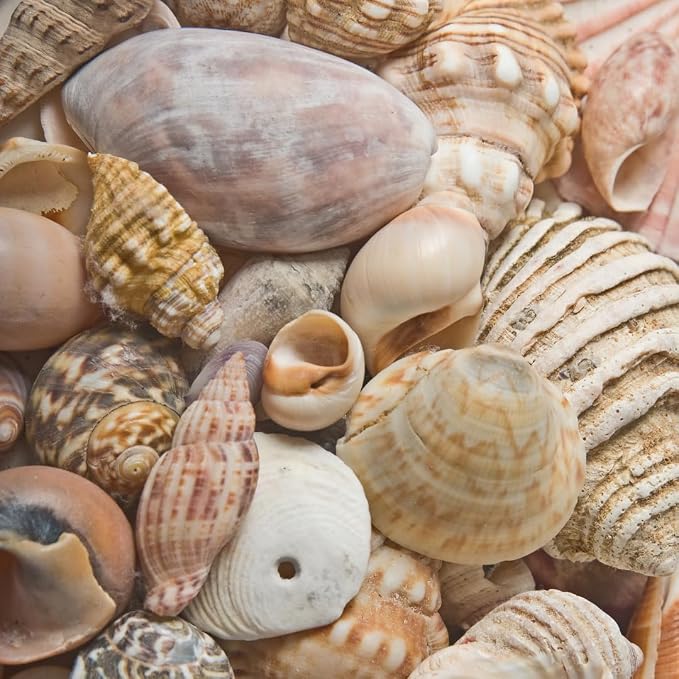 BEACON Sea Shell Glue for Creating and Decorating with Shells, Wood, Metal, Ceramic, and More, 2-Ounce, 12-Pack
