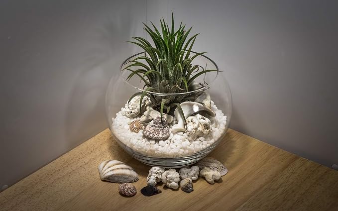 WGV Large Bowl Glass Vase, Diameter, Height, (Multiple Sizes Choices) Clear Huge Round Bubble Vase Jar, Floral Planter Terrarium for Wedding Event Home Decor (15.8" D)