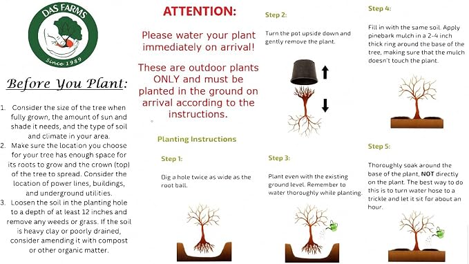 Corkscrew Willow Tree - Live Plant Shipped 3 to 4 Feet Tall by DAS Farms