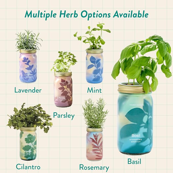 Modern Sprout Mason Garden Jar+Replant Kit -Self-Watering Hydroponics Growing System Kit w/Organic Herb Seeds -Sprouting Jar Planter for Indoor Herb Garden - Seed Starter -Gift for Mother's Day -Basil