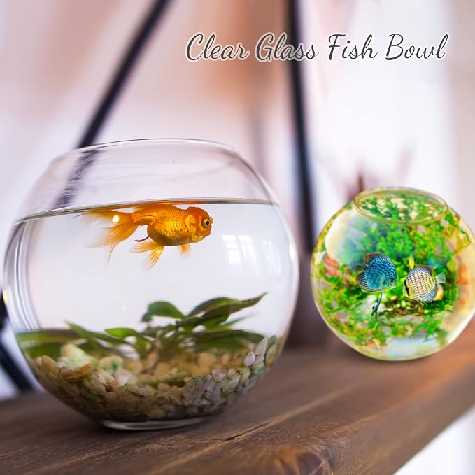 Thenshop 6 Pcs Clear Fish Bowl Bulk Glass Bubble Vase Mini Round Vase Bubble Planter Terrarium Fish Bowl for Centerpiece Flowers Betta Fishs Wedding Event Home Decor Flowers (4.5 x 3.7 x 5.9 Inch)