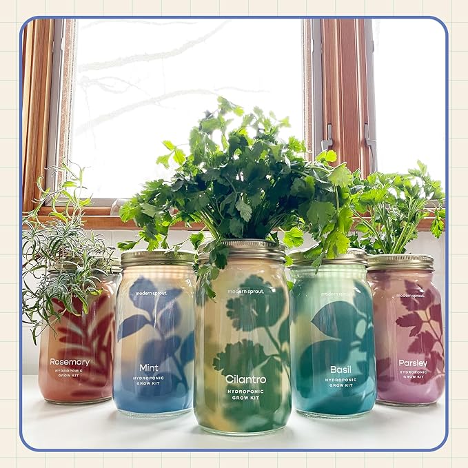 Modern Sprout Mason Garden Jar + Replant Kit - Self-Watering Hydroponics Growing System Kit w/Organic Herb Seeds - Jar Planter for Indoor Herb Garden - Seed Starter - Gift for Mother's Day - Lavender