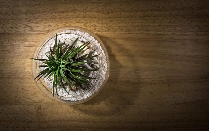WGV Large Bowl Glass Vase, Diameter 12", Height 10", (Multiple Sizes Choices) Clear Round Bubble Vase Jar, Floral Planter Terrarium for Wedding Event Home Decor, 1 Piece (VBW1210)