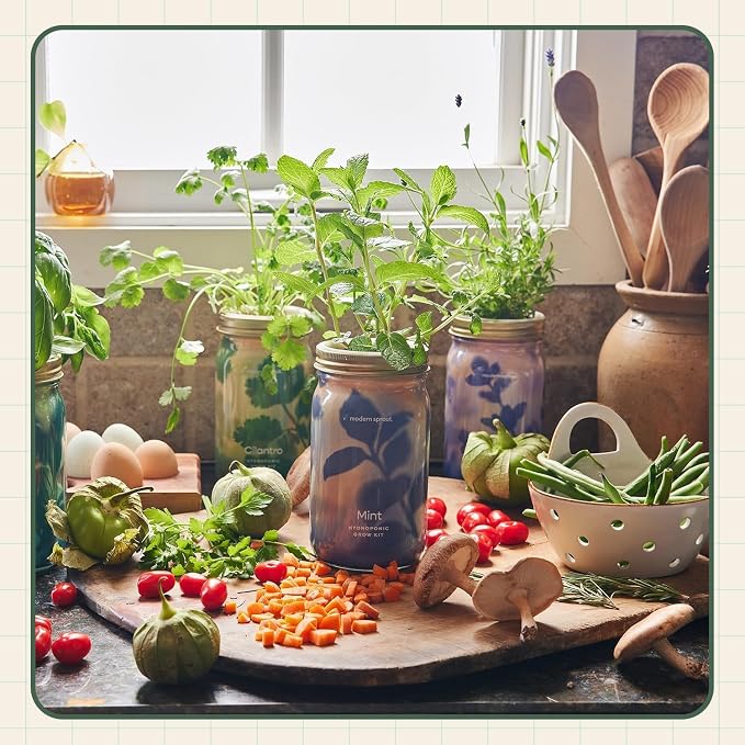 Modern Sprout Mason Garden Jar + Replant Kit - Self-Watering Hydroponics Growing System Kit w/Organic Herb Seeds - Jar Planter for Indoor Herb Garden - Seed Starter - Gift for Mother's Day - Cilantro