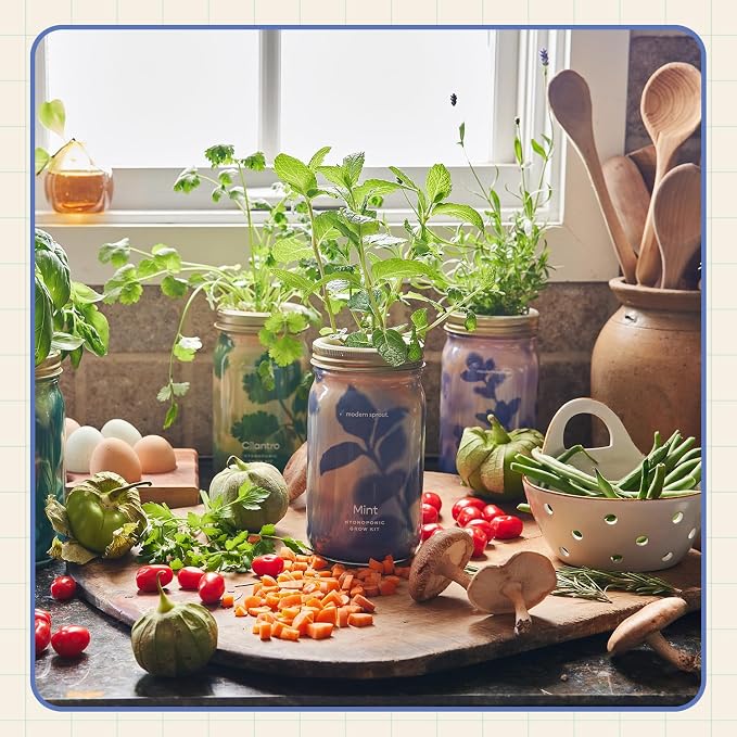 Modern Sprout Mason Garden Jar + Replant Kit - Self-Watering Hydroponics Growing System Kit w/Organic Herb Seeds - Jar Planter for Indoor Herb Garden - Seed Starter - Gift for Mother's Day - Lavender
