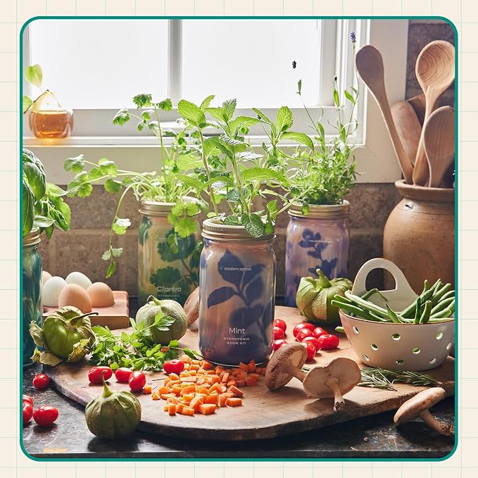 Modern Sprout Mason Garden Jar+Replant Kit -Self-Watering Hydroponics Growing System Kit w/Organic Herb Seeds -Sprouting Jar Planter for Indoor Herb Garden - Seed Starter -Gift for Mother's Day -Basil