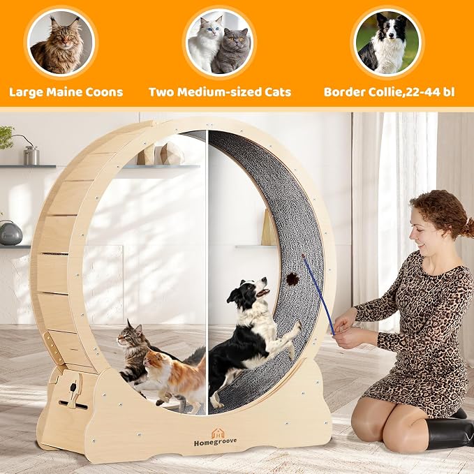 Homegroove XXXL Giant Cat Wheel, 59"/150cm Extra Large Cat Exercise Wheel for Maine Coon & Large Cats - Spinal Alignment Design, Solid Wood Cat Treadmill with Safety Lock & Anti-Pinch Gap