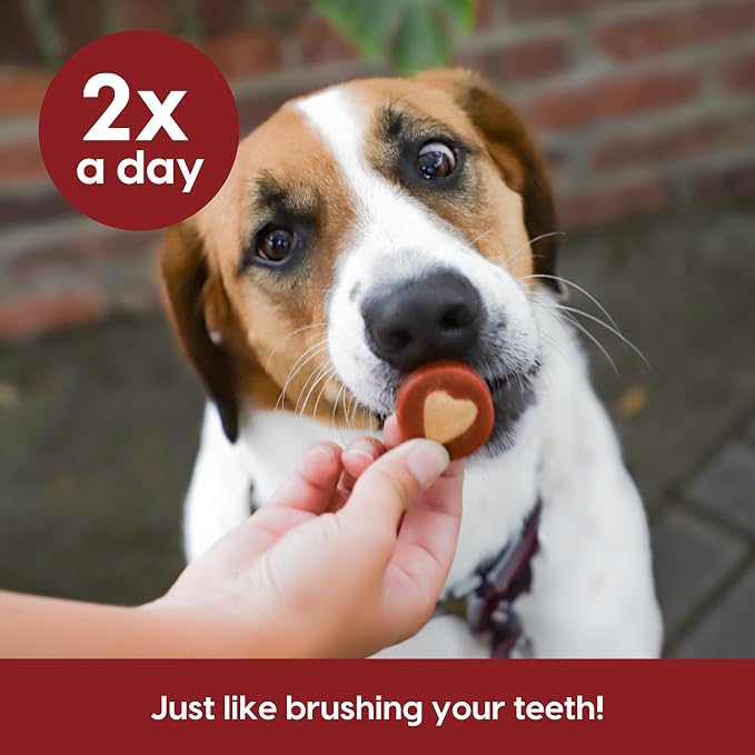 ARK NATURALS Soft Shield Protection+ Brushless Toothpaste, Dog Dental Chews for Large Breeds, Stops Plaque & Tartar, Freshens Breath (Pack of 6)