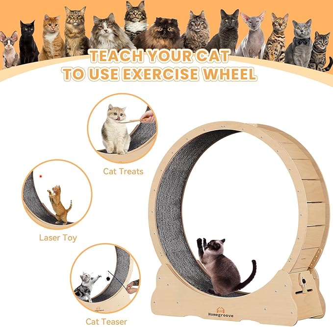 Homegroove XXXL Giant Cat Wheel, 59"/150cm Extra Large Cat Exercise Wheel for Maine Coon & Large Cats - Spinal Alignment Design, Solid Wood Cat Treadmill with Safety Lock & Anti-Pinch Gap