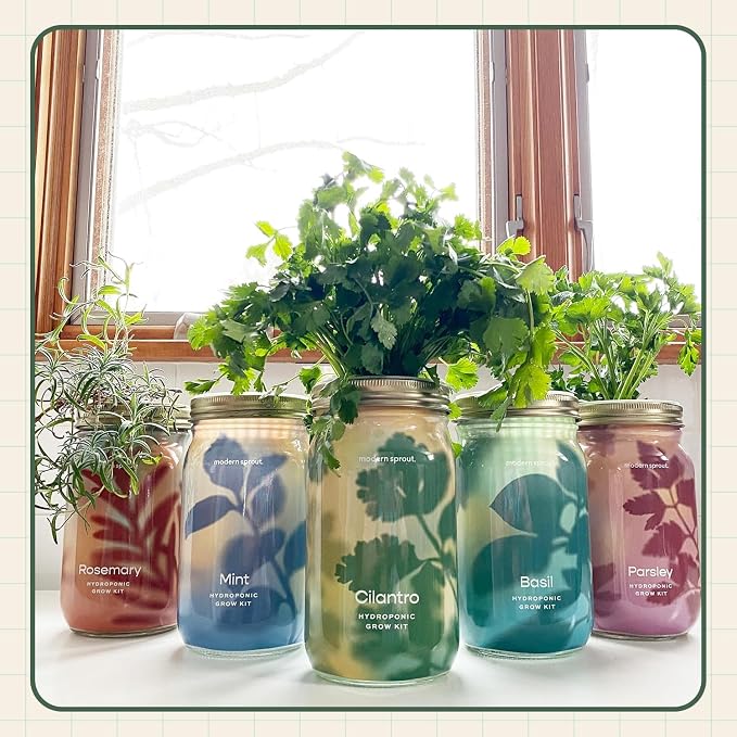 Modern Sprout Mason Garden Jar + Replant Kit - Self-Watering Hydroponics Growing System Kit w/Organic Herb Seeds - Jar Planter for Indoor Herb Garden - Seed Starter - Gift for Mother's Day - Cilantro