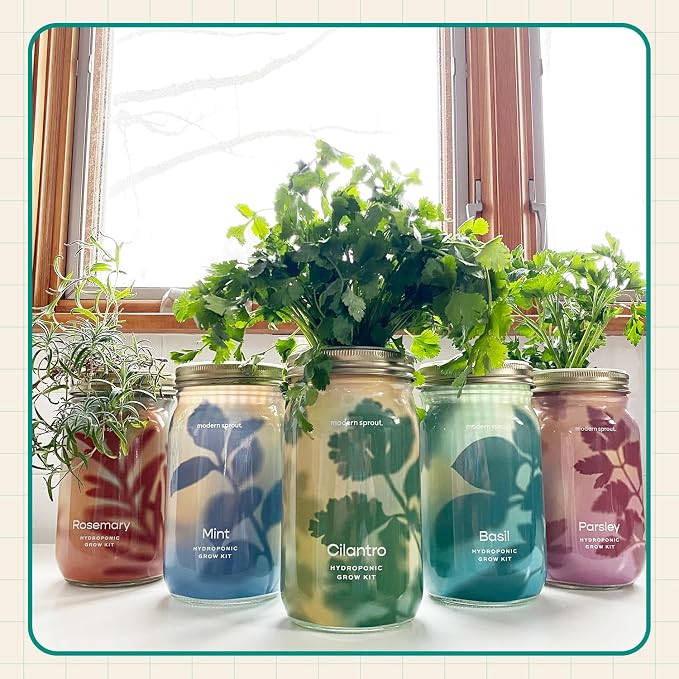 Modern Sprout Mason Garden Jar+Replant Kit -Self-Watering Hydroponics Growing System Kit w/Organic Herb Seeds -Sprouting Jar Planter for Indoor Herb Garden - Seed Starter -Gift for Mother's Day -Basil