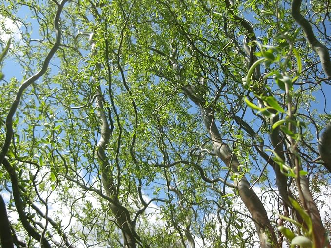 Corkscrew Willow Tree - Live Plant Shipped 3 to 4 Feet Tall by DAS Farms