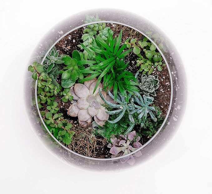 WGV Bowl Glass Vase Bulk, Diameter 10", Height 8", Open Width 6", (Multiple Sizes Choices) Clear Bubble Planter Terrarium Fish Bowl for Wedding Event Home Decor, 4 Pieces (VBW0010)
