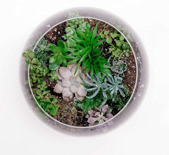 WGV Bowl Glass Vase, Diameter 10", Height 8", Open Width 6", (Multiple Sizes Choices) Clear Bubble Planter Terrarium Fish Bowl for Wedding Event Home Decor, 1 Piece (VBW0010)