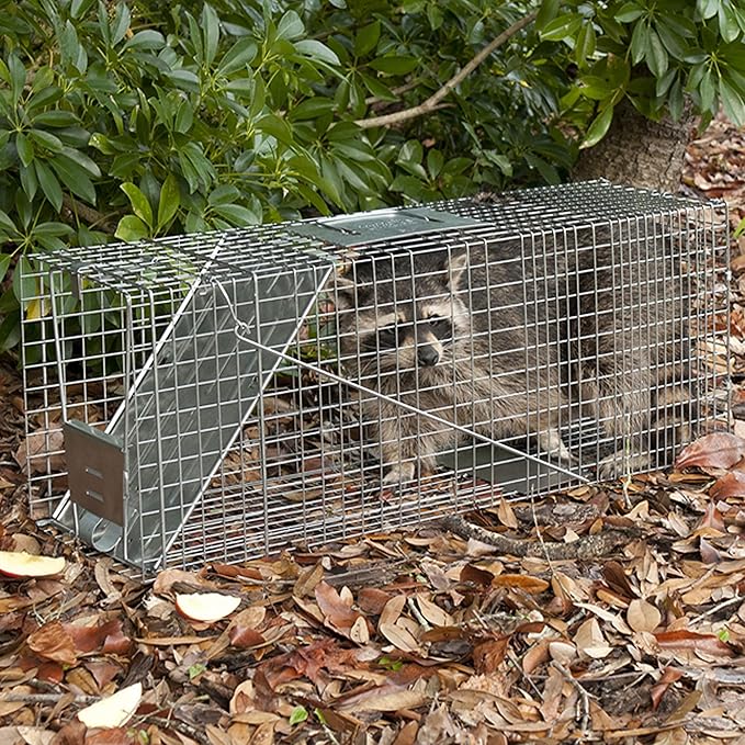 Havahart Large 1-Door Live Animal Trap for Raccoons, Cats, Bobcats, Beavers, Skunks - Heavy Duty Humane Catch and Release Cage Trap for Outdoor Pest Control, 1079SR