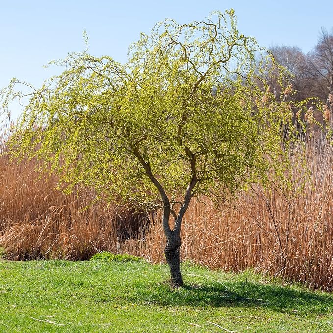 PERFECT PLANTS Cork Screw Willow Tree 4-5 Feet | Live Trees for Outdoor Planting | Unique & Curly Branches Add Visual Interest | Beautiful Yellow Blossom in Spring