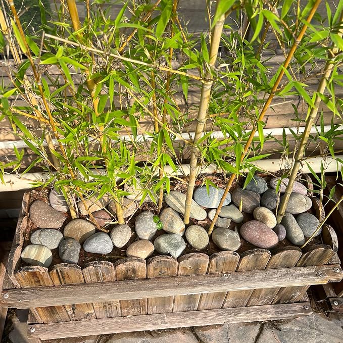 FANTIAN 40 lbs Garden Rocks Mexican Beach Pebbles, 3-4 Inch Decorative Large River Rocks for Landscaping Aquarium Yard Garden Paving Large Plant Crafting and Walkways | Natural Beach Pebbles, Decorative Stones for Landscaping, Aquarium, Yard, Garde, Pl...
