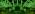 Weepong Halloween Lights Outdoor, Meteor Shower Christmas Lights for Halloween Decorations, 8 Tube 192 LED Snow Falling Rain Icicle String Light for Xmas Christmas Decor Tree Party, UL Plug Green